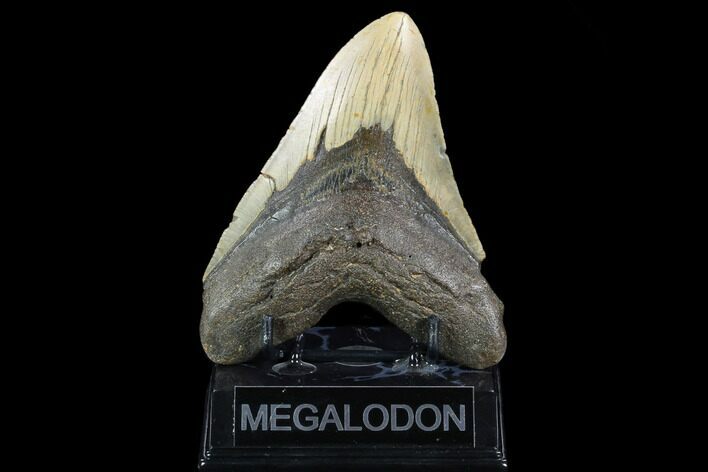 Fossil Megalodon Tooth - North Carolina #124329